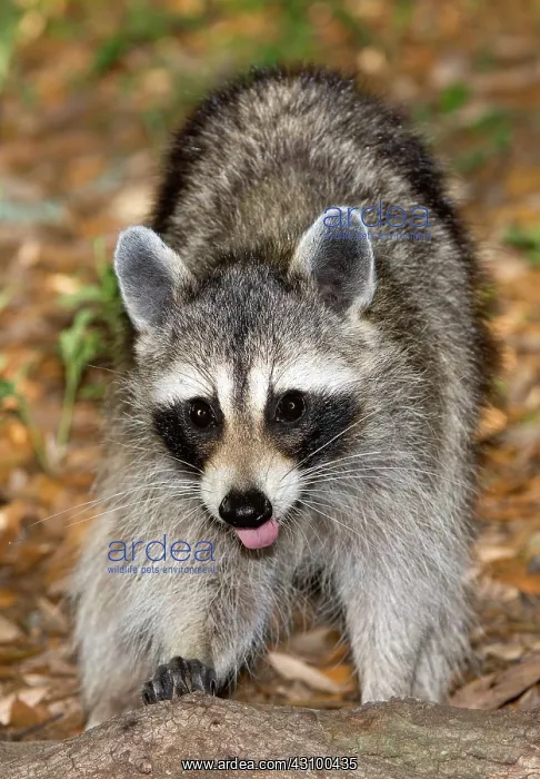  : Raccoon (Procyon lotor) adult foraging