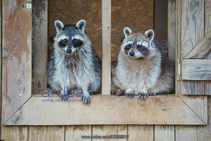 : Raccoon (Procyon lotor), two animal sits in wooden window : Raccoon (Procyon lotor), two animal sits in wooden window