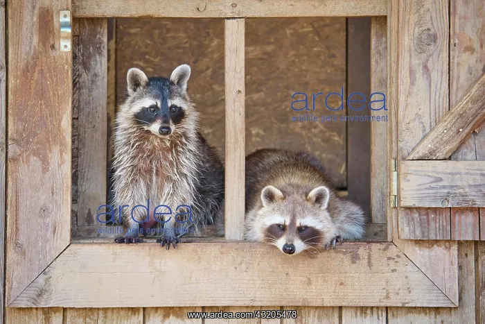 : Raccoon (Procyon lotor), two animal in wooden window : Raccoon (Procyon lotor), two animal in wooden window