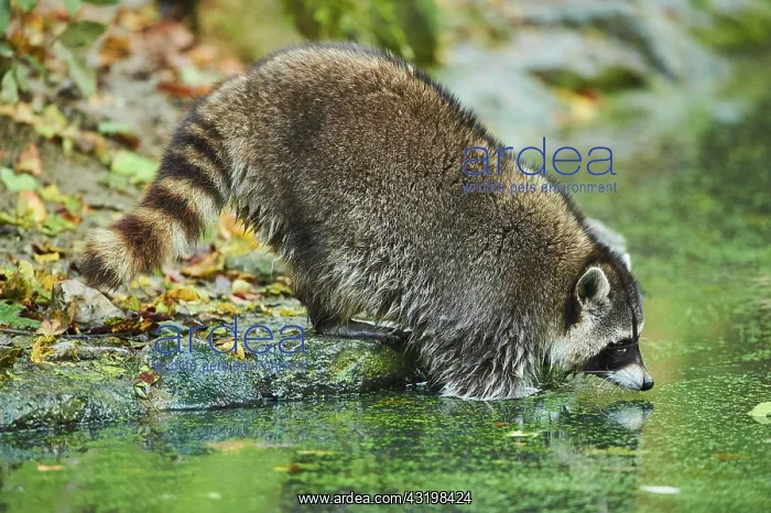 : Raccoon (Procyon lotor) on the bank of a pond, captive : Raccoon (Procyon lotor) on the bank of a pond, captive