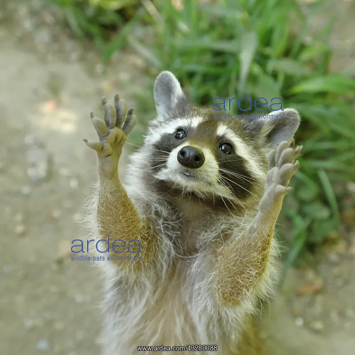 : Raccoon (Procyon lotor) begs for food, animal portrait : Raccoon (Procyon lotor) begs for food, animal portrait