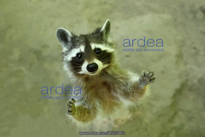 : Raccoon (Procyon lotor) begs for food, captive : Raccoon (Procyon lotor) begs for food, captive