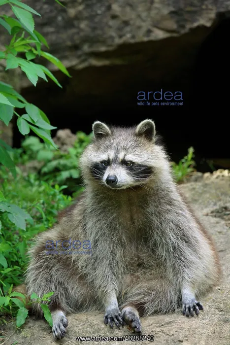 : Raccoon (Procyon lotor), captive, Germany, Europe : Raccoon (Procyon lotor), captive, Germany, Europe