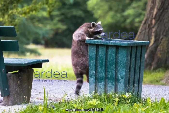 : Raccoon (Procyon lotor) climbing on litter bin in : Raccoon (Procyon lotor) climbing on litter bin in