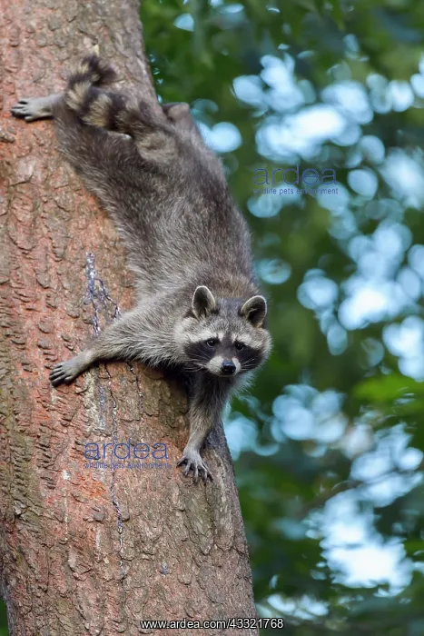 : Raccoon (Procyon lotor), climbing on tree : Raccoon (Procyon lotor), climbing on tree