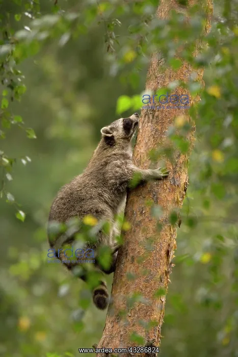 : Raccoon (Procyon lotor) climbing up a tree, captive : Raccoon (Procyon lotor) climbing up a tree, captive