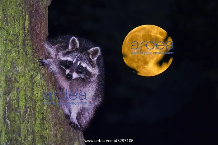 : Raccoon (Procyon lotor), climbing a tree trunk during : Raccoon (Procyon lotor), climbing a tree trunk during