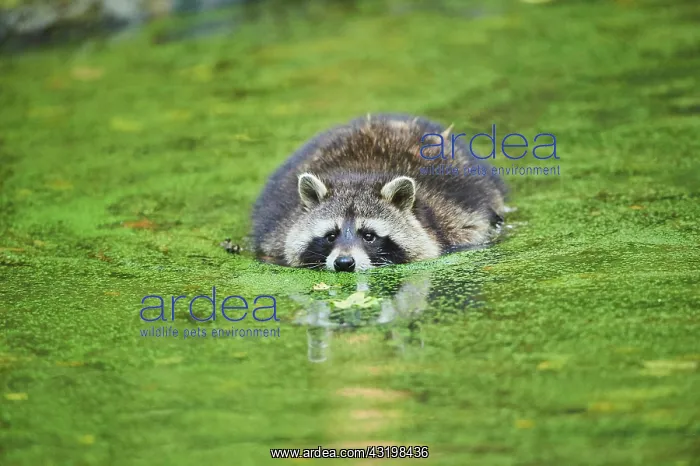 : Raccoon (Procyon lotor) floating in a pond, captive : Raccoon (Procyon lotor) floating in a pond, captive