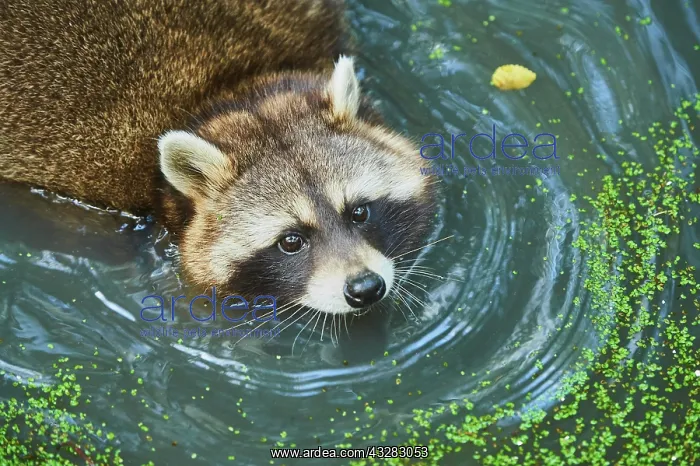 : Raccoon (Procyon lotor) floats in water, captive : Raccoon (Procyon lotor) floats in water, captive