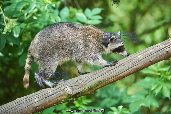 : Raccoon (Procyon lotor), in a forest, captive, Germany : Raccoon (Procyon lotor), in a forest, captive, Germany