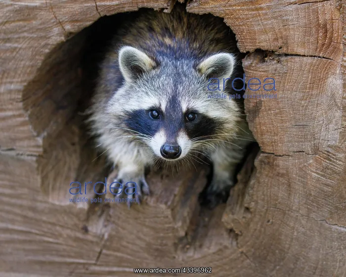 : Raccoon (Procyon lotor), Germany, Europe : Raccoon (Procyon lotor), Germany, Europe