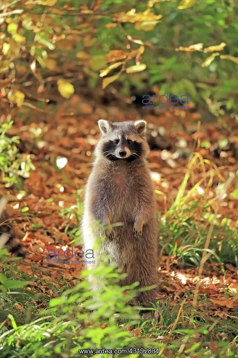 : Raccoon (Procyon lotor), Hagen, North Rhine-Westphalia : Raccoon (Procyon lotor), Hagen, North Rhine-Westphalia