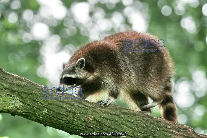 : Raccoon (Procyon lotor), Hagen, North Rhine-Westphalia : Raccoon (Procyon lotor), Hagen, North Rhine-Westphalia