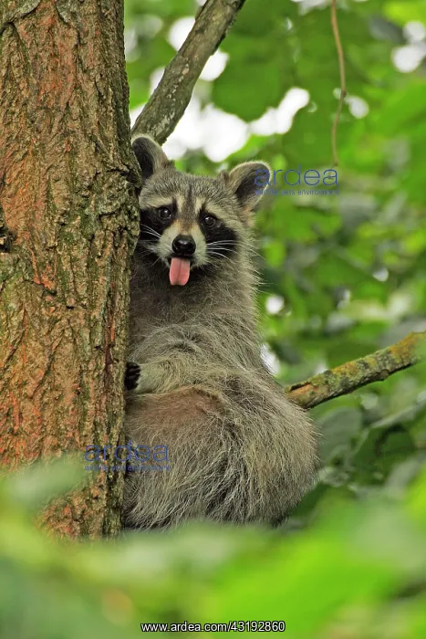 : Raccoon (Procyon lotor), Hagen, North Rhine-Westphalia : Raccoon (Procyon lotor), Hagen, North Rhine-Westphalia