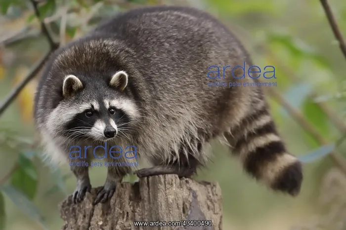 : Raccoon (Procyon lotor), Hesse, Germany, Europe : Raccoon (Procyon lotor), Hesse, Germany, Europe