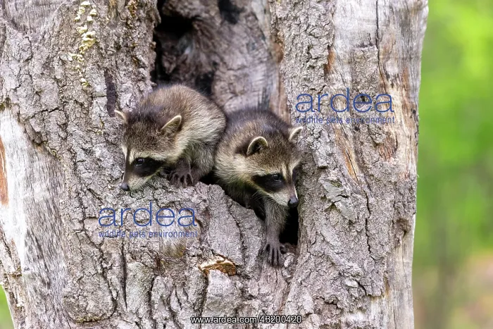 : Raccoon (Procyon lotor) in a hole of a tree, captive : Raccoon (Procyon lotor) in a hole of a tree, captive