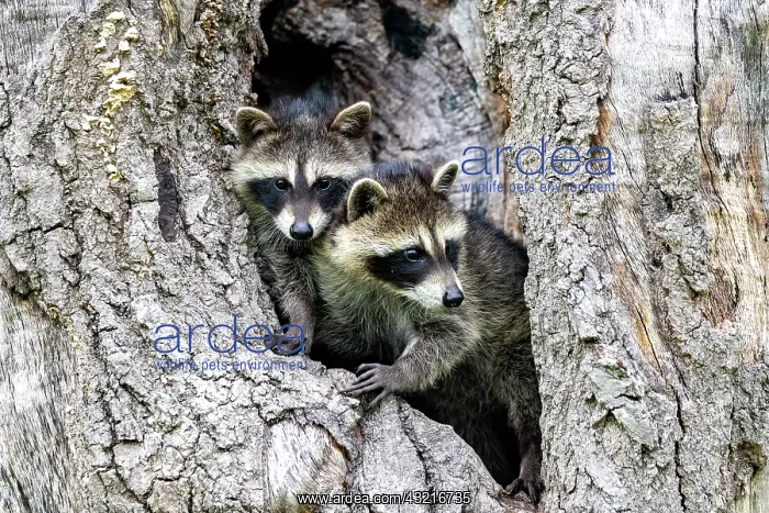 : Raccoon (Procyon lotor) in a hole of a tree, captive : Raccoon (Procyon lotor) in a hole of a tree, captive