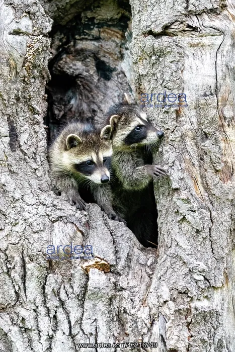 : Raccoon (Procyon lotor) in a hole of a tree, captive : Raccoon (Procyon lotor) in a hole of a tree, captive
