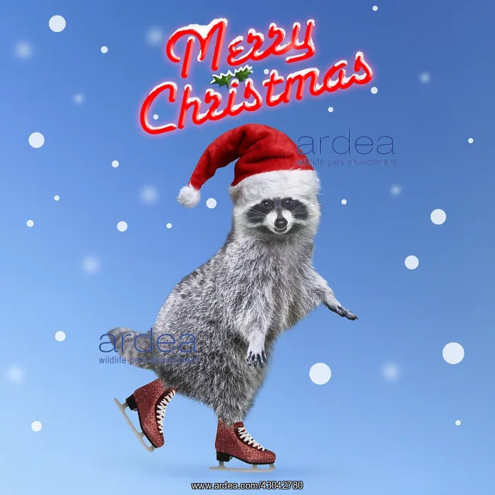 : Raccoon (Procyon lotor) ice skating in Christmas hat : Raccoon (Procyon lotor) ice skating in Christmas hat