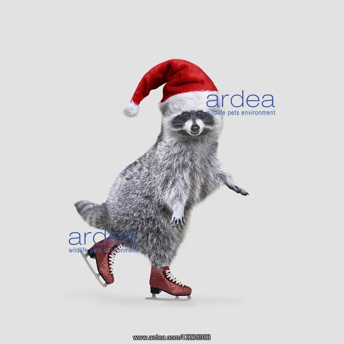 : Raccoon (Procyon lotor) ice skating in Christmas hat : Raccoon (Procyon lotor) ice skating in Christmas hat