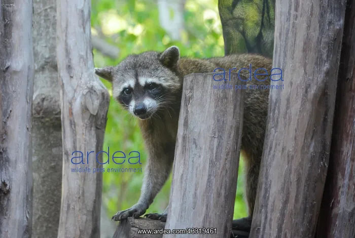 : Raccoon (Procyon lotor), Isla Holbox, Quintana Roo : Raccoon (Procyon lotor), Isla Holbox, Quintana Roo