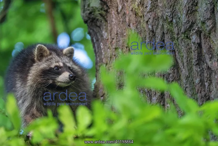 : Raccoon (Procyon lotor), Kassel, Hesse, Germany : Raccoon (Procyon lotor), Kassel, Hesse, Germany