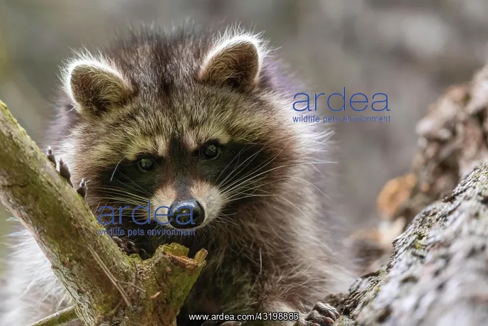 : Raccoon (Procyon lotor), Kassel, Hesse, Germany : Raccoon (Procyon lotor), Kassel, Hesse, Germany