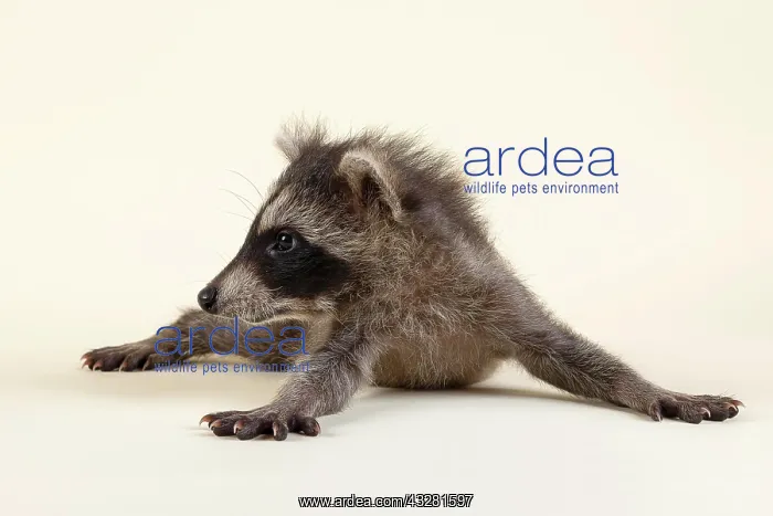 : Raccoon (Procyon lotor), lies flat on the belly : Raccoon (Procyon lotor), lies flat on the belly