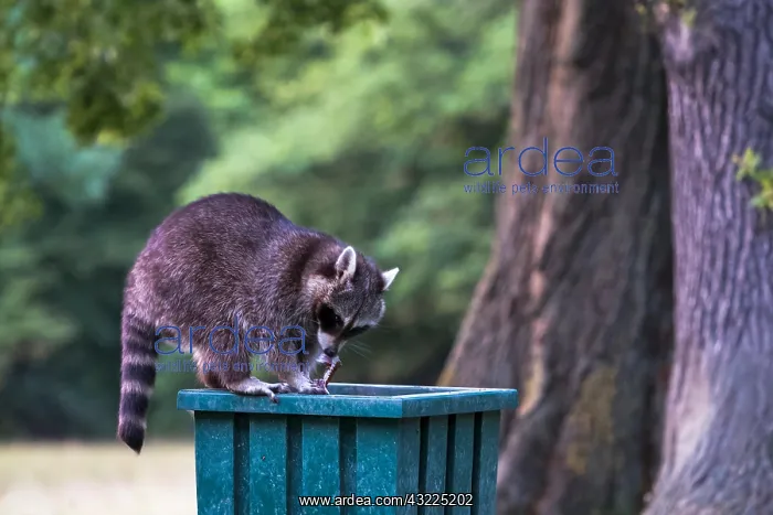 : Raccoon (Procyon lotor) on litter bin in park, Hesse : Raccoon (Procyon lotor) on litter bin in park, Hesse