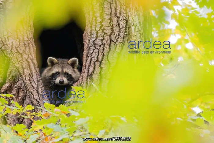 : Raccoon (Procyon lotor) looking out of its tree : Raccoon (Procyon lotor) looking out of its tree