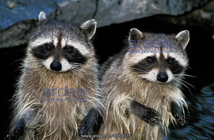 : Raccoon (procyon lotor), Pair : Raccoon (procyon lotor), Pair