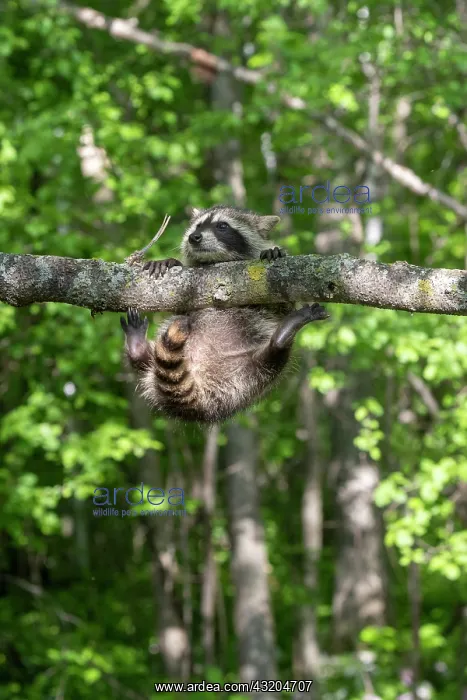 : Raccoon (Procyon lotor) playing in a tree, captive : Raccoon (Procyon lotor) playing in a tree, captive