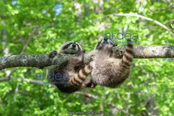 : Raccoon (Procyon lotor) playing in a tree, captive : Raccoon (Procyon lotor) playing in a tree, captive