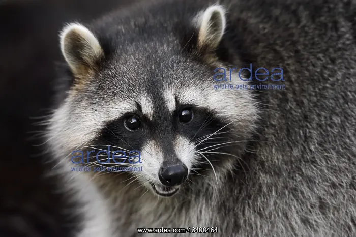 : Raccoon (Procyon lotor), portrait, Hesse, Germany : Raccoon (Procyon lotor), portrait, Hesse, Germany