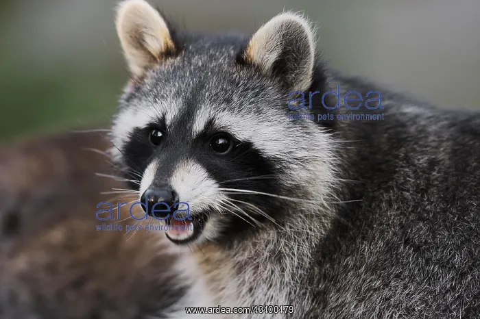 : Raccoon (Procyon lotor), portrait, Hesse, Germany : Raccoon (Procyon lotor), portrait, Hesse, Germany