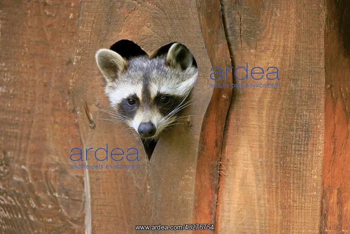 : Raccoon (Procyon lotor), raccoon, adult, lying in : Raccoon (Procyon lotor), raccoon, adult, lying in