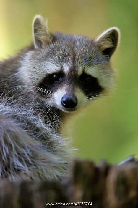 : Raccoon (Procyon lotor), raccoon, adult, portrait : Raccoon (Procyon lotor), raccoon, adult, portrait