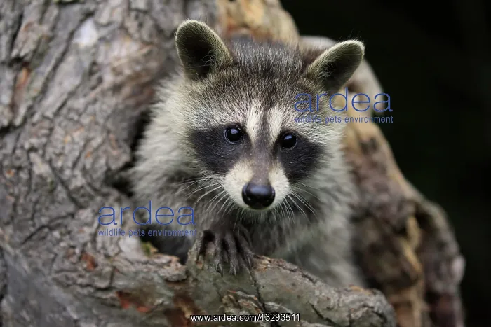 : Raccoon (Procyon lotor), raccoon, juvenile, Pine : Raccoon (Procyon lotor), raccoon, juvenile, Pine