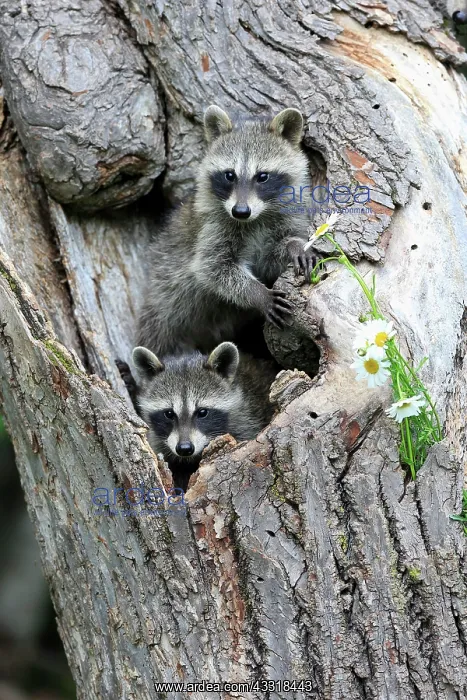 : Raccoon (Procyon lotor), raccoon, juveniles, Pine : Raccoon (Procyon lotor), raccoon, juveniles, Pine