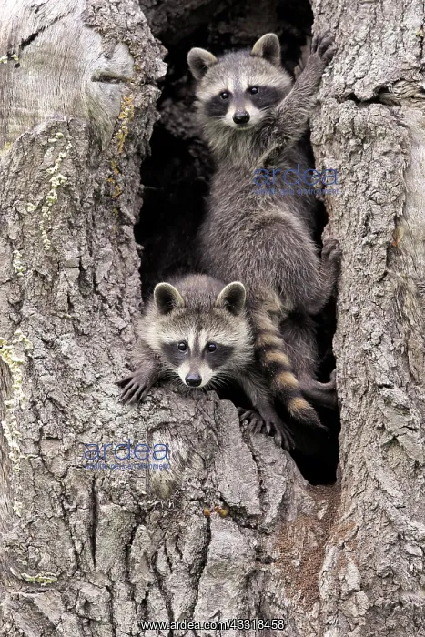 : Raccoon (Procyon lotor), raccoon, juveniles, Pine : Raccoon (Procyon lotor), raccoon, juveniles, Pine