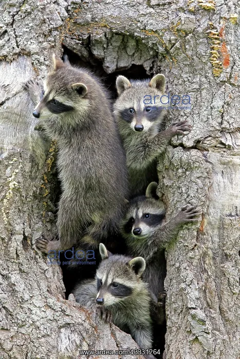 : Raccoon (Procyon lotor), raccoon, juveniles, Pine : Raccoon (Procyon lotor), raccoon, juveniles, Pine