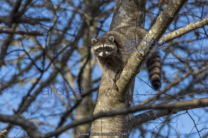 : Raccoon (Procyon lotor) up in red alder tree. Pacific : Raccoon (Procyon lotor) up in red alder tree. Pacific