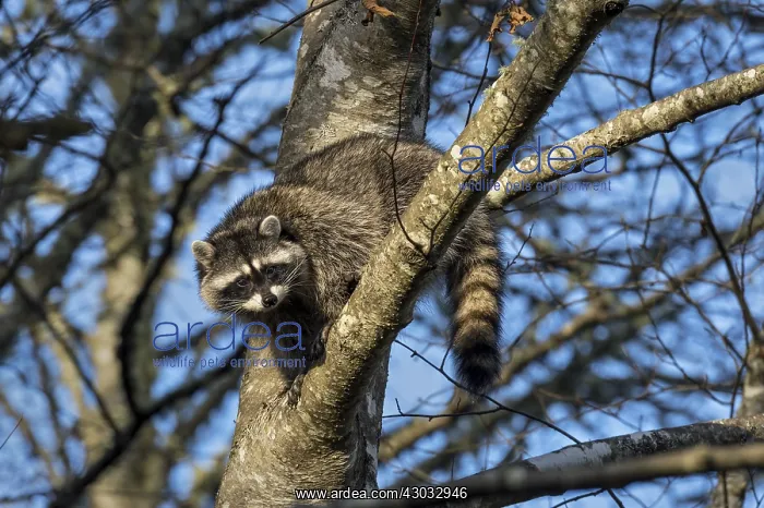 : Raccoon (Procyon lotor) in red alder tree. Pacific : Raccoon (Procyon lotor) in red alder tree. Pacific
