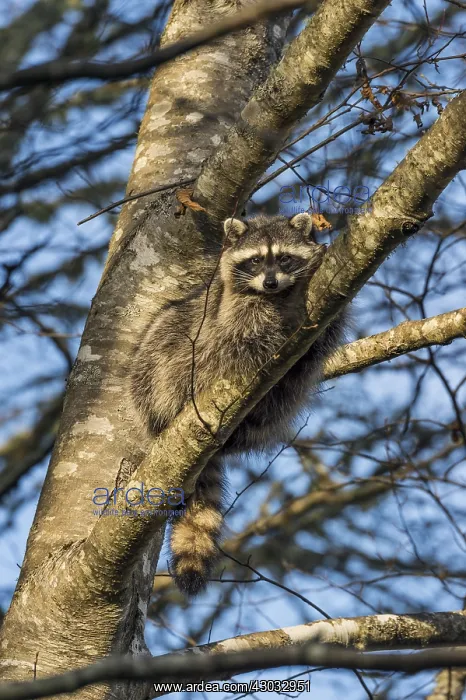 : Raccoon (Procyon lotor) resting in red alder tree : Raccoon (Procyon lotor) resting in red alder tree