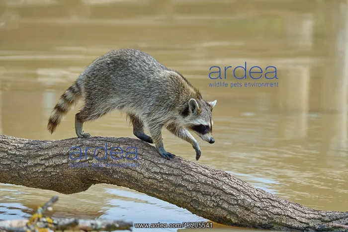 : Raccoon (Procyon lotor) runinng on tree : Raccoon (Procyon lotor) runinng on tree