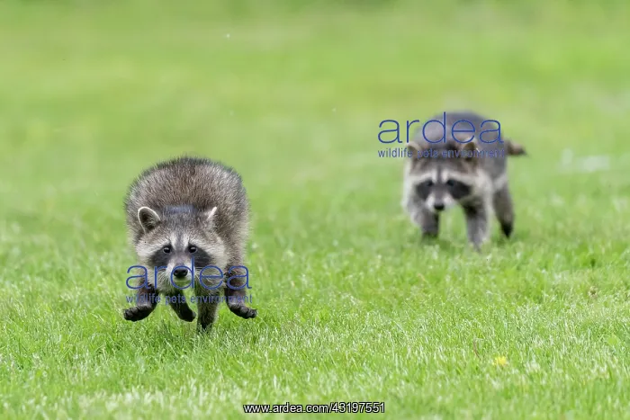 : Raccoon (Procyon lotor) running in the grass, captive : Raccoon (Procyon lotor) running in the grass, captive