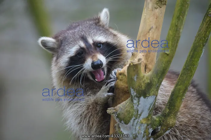 : Raccoon (Procyon lotor), sits in bush : Raccoon (Procyon lotor), sits in bush