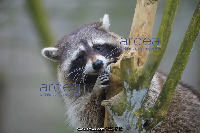 : Raccoon (Procyon lotor), sits in bush : Raccoon (Procyon lotor), sits in bush