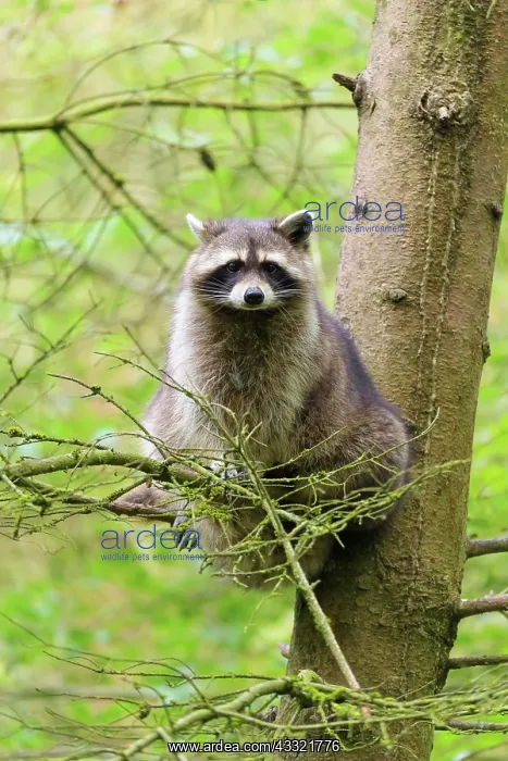 : Raccoon (Procyon lotor), sits in spruce tree, summer : Raccoon (Procyon lotor), sits in spruce tree, summer