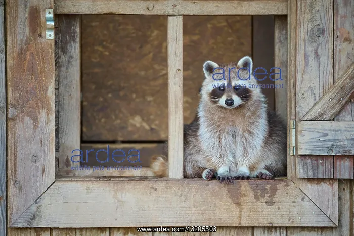 : Raccoon (Procyon lotor), sits in wooden window : Raccoon (Procyon lotor), sits in wooden window